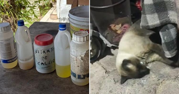 Mulher é suspeita de envenenar e matar 11 gatos em Navegantes, após encontrar fezes no seu jardim