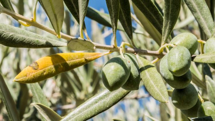 Xylella Research Advances Disease Control