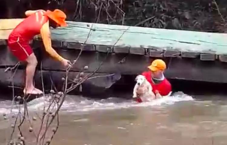 VÍDEO: Bombeiros salvam cachorro arrastado por correnteza em RR
