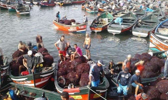 حجز 3 أطنان من الطحالب البحرية المجنية خارج الأجل القانوني بضواحي الجديدة