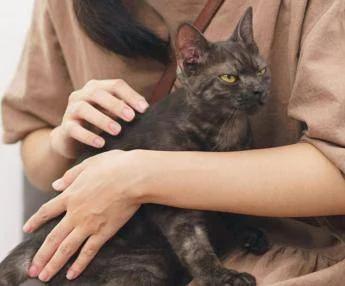 Asma nei bambini, uno studio assolve i gatti: "Nessun rischio da convivenza con i mici"