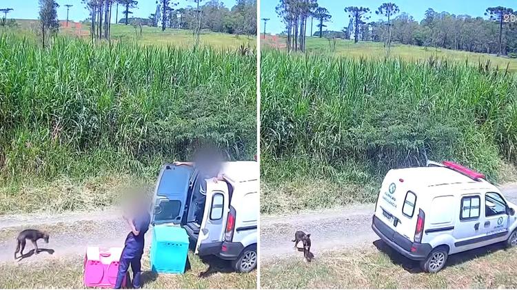Vídeo de cães soltos na rua por clínica veterinária no Paraná leva polícia a descobrir série de irregularidades no local, contratado por prefeitura; veja