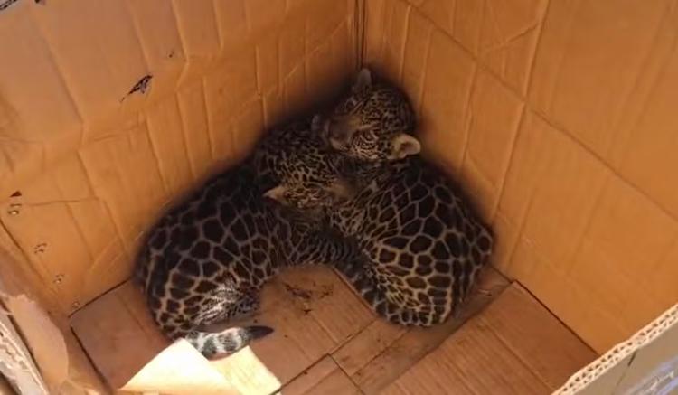 VÍDEO: Filhotes de onça são resgatados no interior do Amazonas