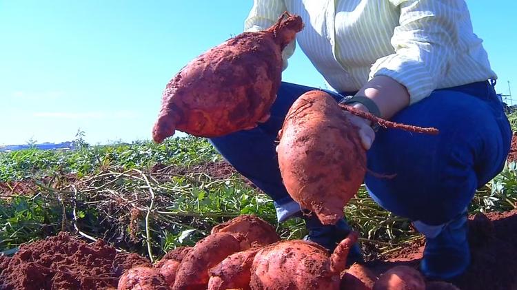 IAC desenvolve batata-doce que produz 4 vezes mais e tem 'superdose' de vitamina A