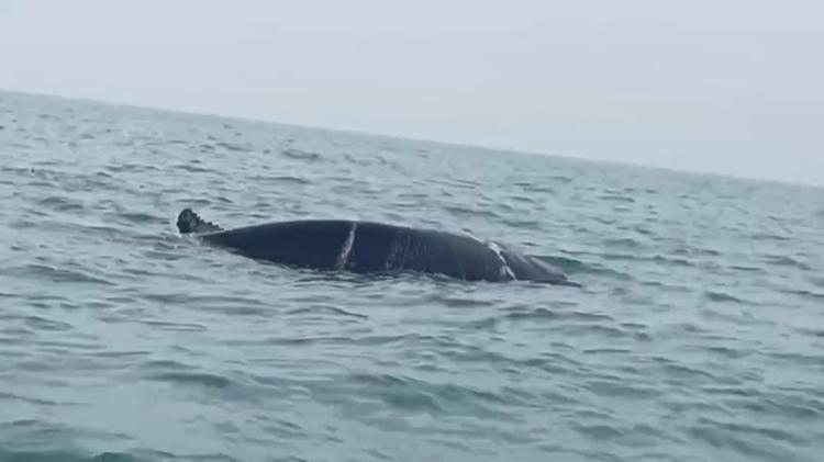 VÍDEO: baleia-jubarte presa em rede de pesca é salva por guarda-vidas em Guarapari