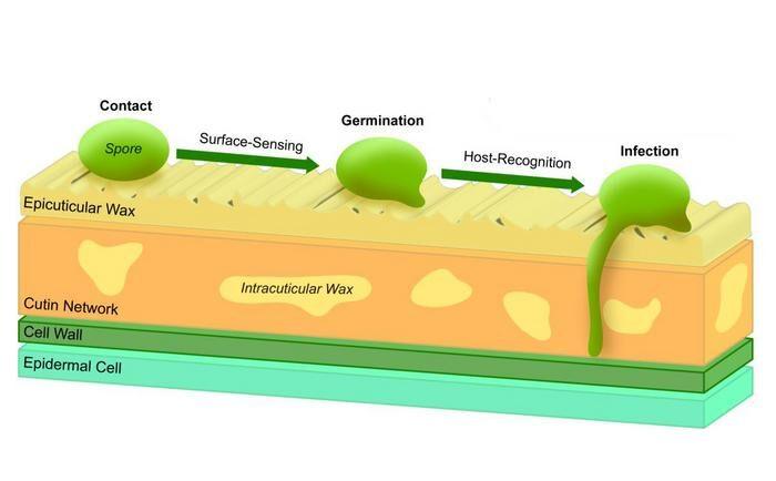 Leaf Wax Signals Could Help Fight Crop Disease