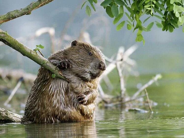 Le projet de réintroduction du castor refusé en Ariège
