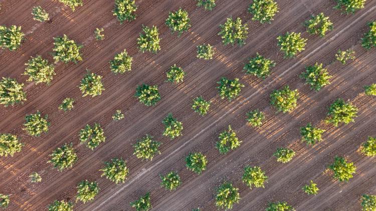 Ocho años sin pisar un banco: así financia un agricultor manchego 40 hectáreas de olivar y pistacho ecológicos