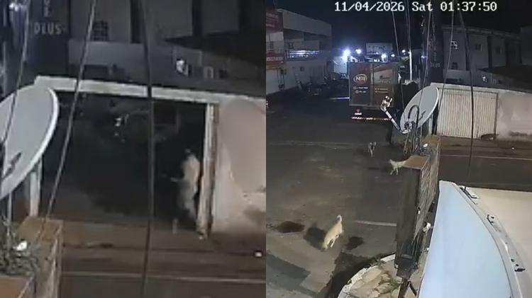 Vídeo mostra ação de comerciante suspeito de envenenar animais no PI; 10 cães mortos