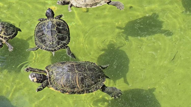 Taranto, segnalazione da Villa Peripato: SOS tartarughe