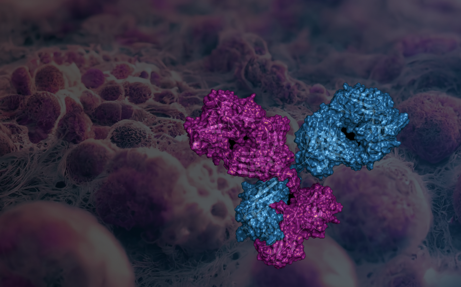 Promatix expands target space for ADCs with bispecific platform