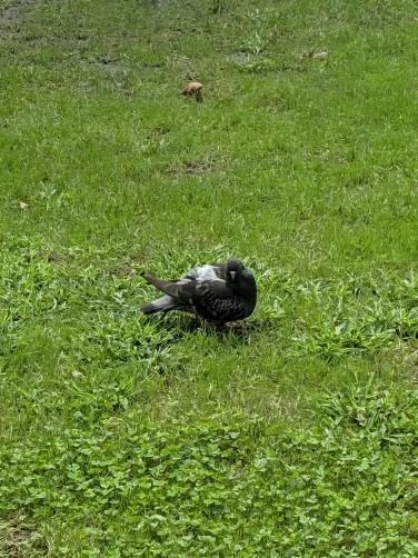 Pigeon taken using Magic Capture
