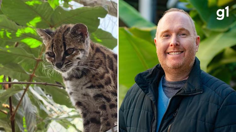 'Tigrinho' boliviano: quem é o professor brasileiro que fez a primeira descoberta de felino em mais de 100 anos