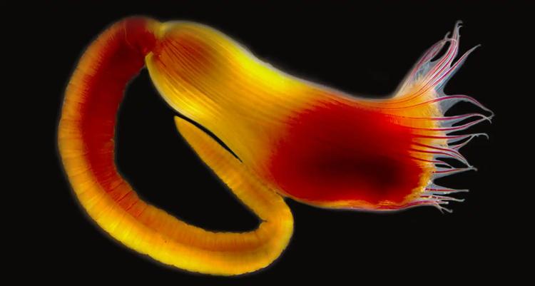 Salento, scoperta nuova specie marina dedicata ad Alberto Angela