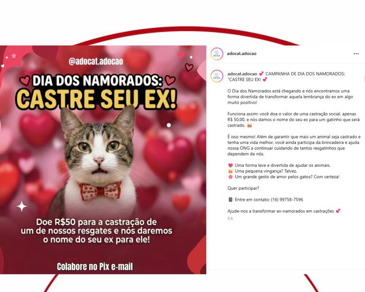 'Castre seu ex': Grupo lança campanha bem-humorada para castração de gatos no interior de SP