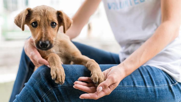 Conjuntos habitacionais de Macapá recebem serviços para pets a partir desta segunda (8)