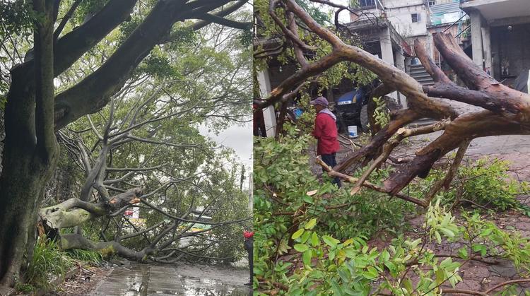 ¡Se cae el cielo en Morelos! Lluvias dejan caos, árboles caídos e inundaciones en varios municipios