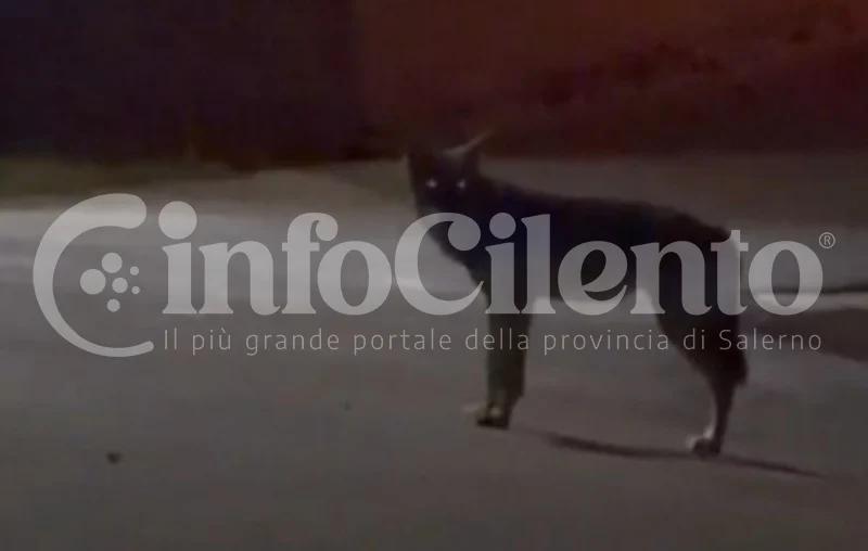 Avvistato un lupo vicino al cimitero di Altavilla Silentina: le immagini dell’incontro