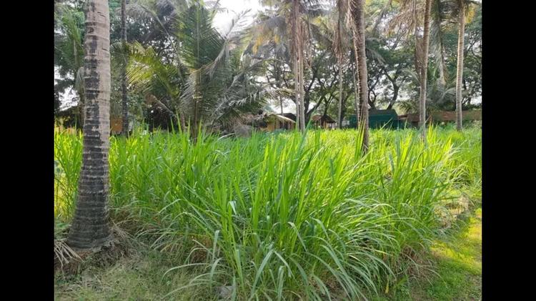 Farmers in Goa turn to climate-resilient fodder crops as temperature gets warmer