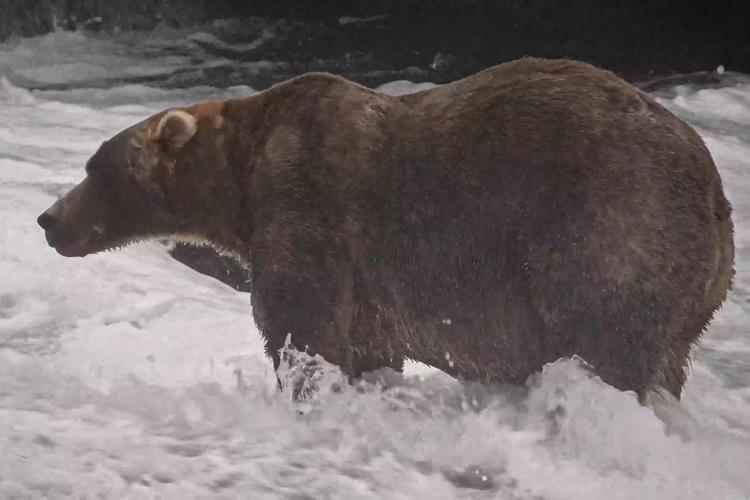 Gigante e gentil, Backpack é eleito urso mais gordo do Alasca