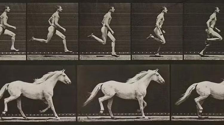 Os animais que você pode vencer em uma corrida — e os que são invencíveis