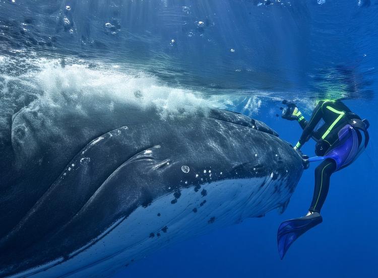 LA BALEINE QUI A SAUVÉ UNE VIE HUMAINE