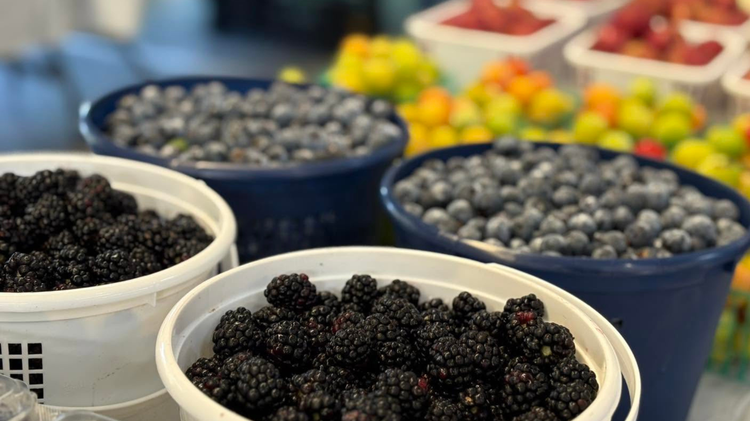 Mississippi farmers markets to celebrate Independence Day with America250 events