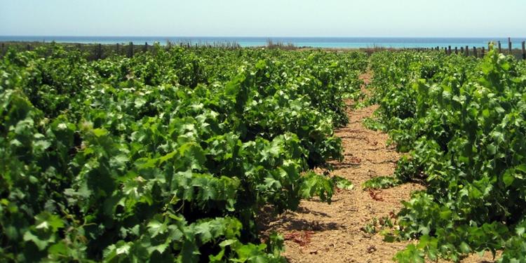 Il clima in Calabria cambia, l’agricoltura s’adegua: avocado in pianura e l’uva in collina