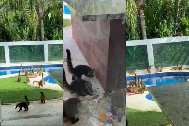 Bando de quatis 'invade' casa de veraneio, pula na piscina e surpreende turistas; VÍDEO