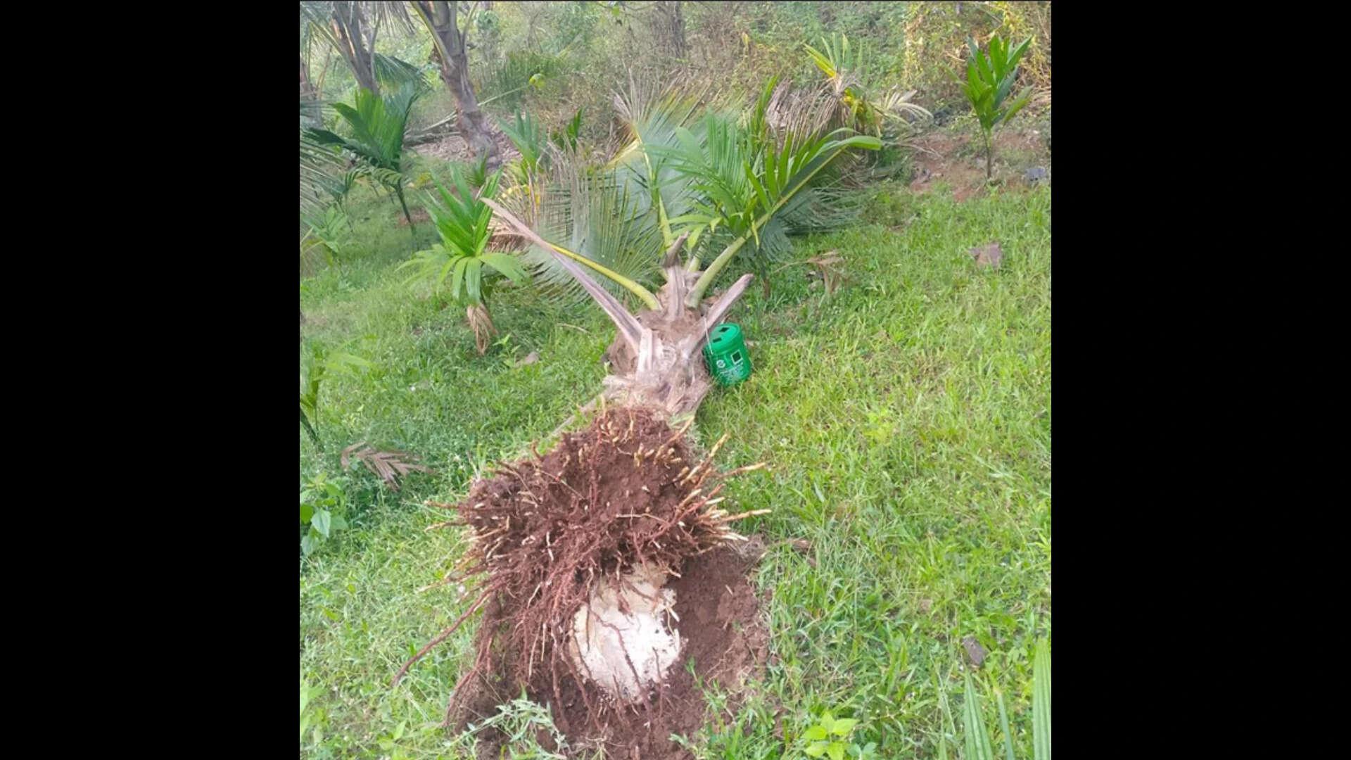 ‘Like an earthmover’: Omkar’s night raid devastates young coconut grove