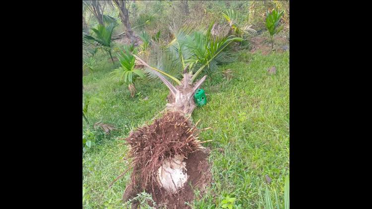 ‘Like an earthmover’: Omkar’s night raid devastates young coconut grove