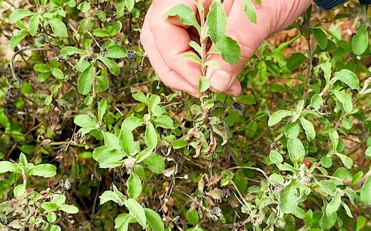 Asclepius herbs