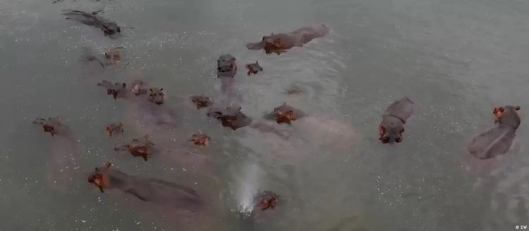 Magnata indiano quer impedir a morte de 80 hipopótamos de Pablo Escobar na Colômbia