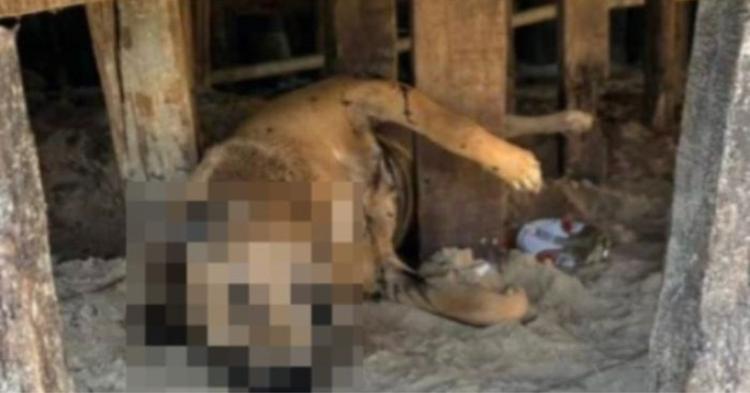 Prefeitura descarta maus-tratos após cão “Caramelão” ser encontrado morto na orla de Itapema