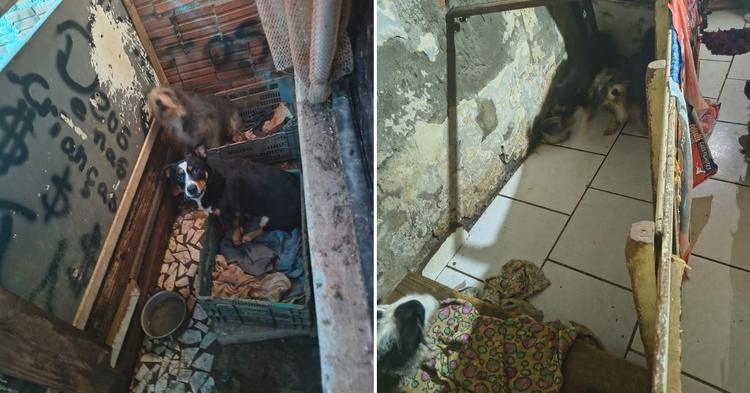 Cães vítimas de maus-tratos, mantidos em cubículos sem luz solar, são resgatados em Balneário Camboriú
