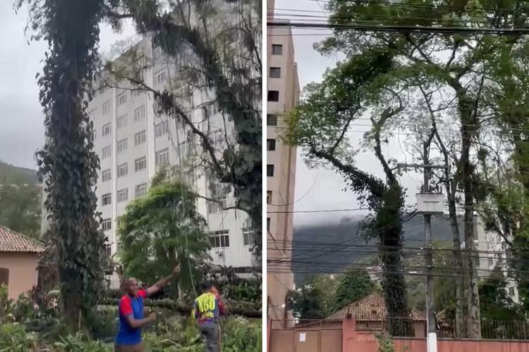 Justiça suspende corte de 38 árvores na Casa do Gato Cinzento, em Teresópolis