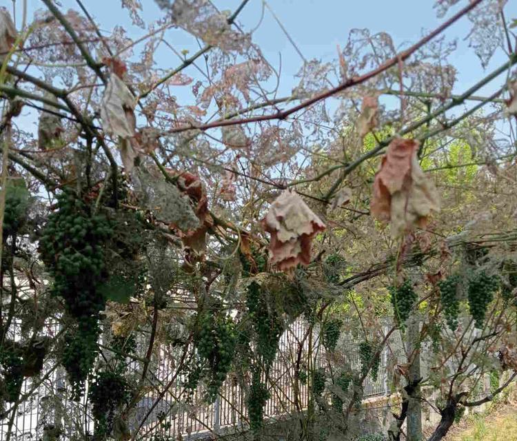 CANAVESE – Popillia Japonica, Avetta: “Servono interventi efficaci e risarcimenti ai produttori”