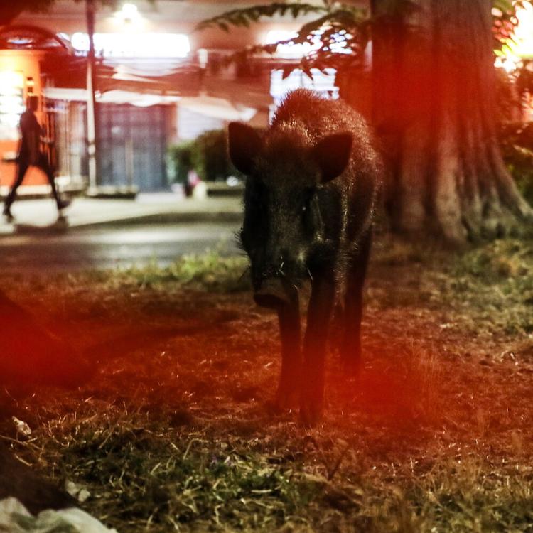 Incidenti stradali, nel 2025 sono stati coinvolti 205 animali