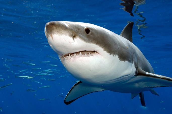 [Communiqué] Le Centre Sécurité Requin rappelle qu’il convient de redoubler de prudence durant l’intersaison