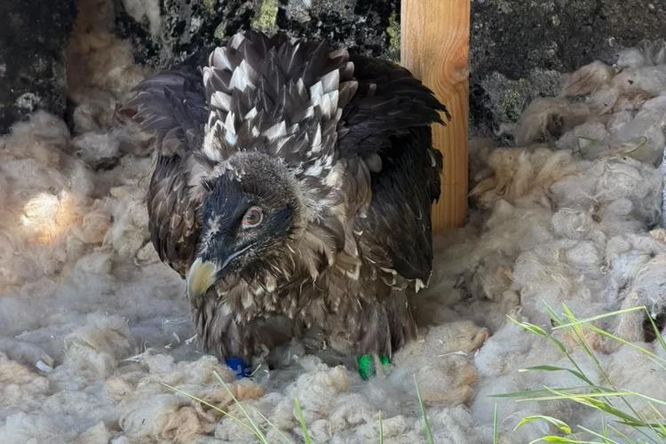 Ventus, une jeune femelle gypaète, née à Pairi Daiza, remise en liberté pour sauvegarder son espèce.
