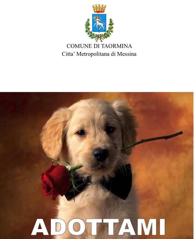 AVVISO PUBBLICO – ADOZIONE CANI  Il Comune di Taormina promuove un’importante iniziativa di adozione responsabile rivolt...
