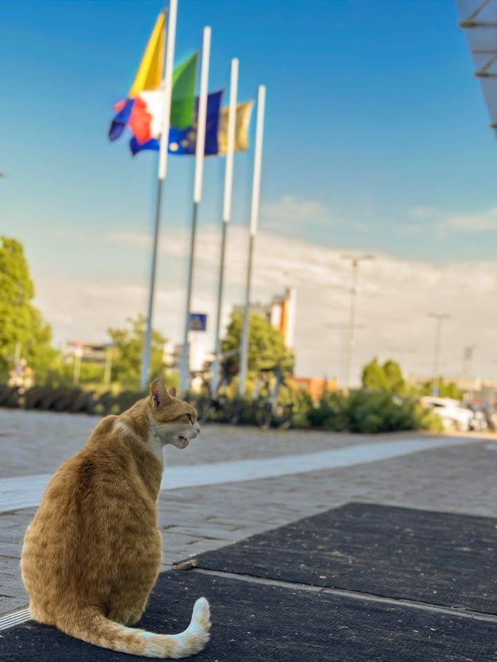 Nonostante i Servizi Demografici si siano trasferiti presso il Municipio storico di Piazza Costituente, Romeo continua a presidi...