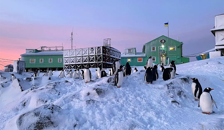 Eselspinguine überraschen mit früher Rückkehr