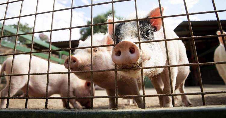 Diferença entre macho e fêmea e manejo comandam a nutrição de suínos em crescimento e terminação