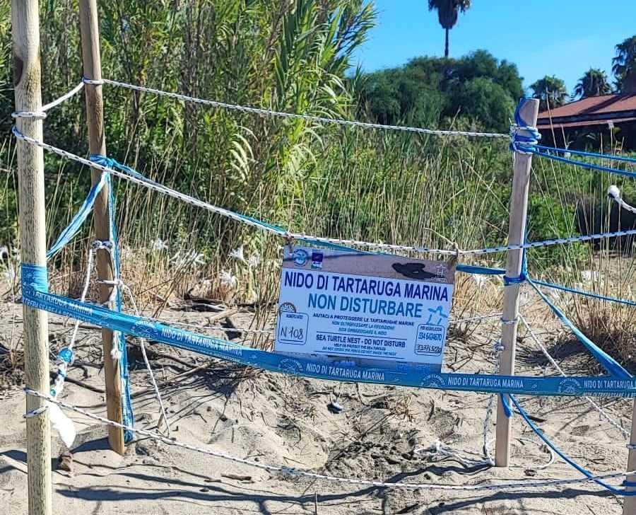 Terzo nido di tartaruga Caretta Caretta in Cilento: scoperta sulla spiaggia di Baia Arena a Montecorice