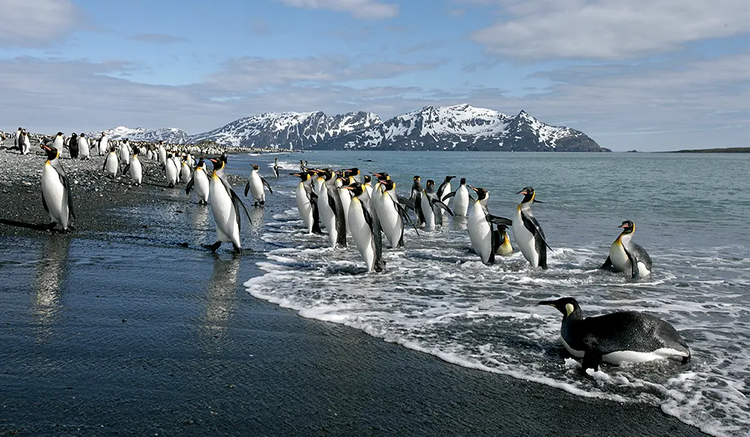 Königspinguine profitieren vom Klimawandel