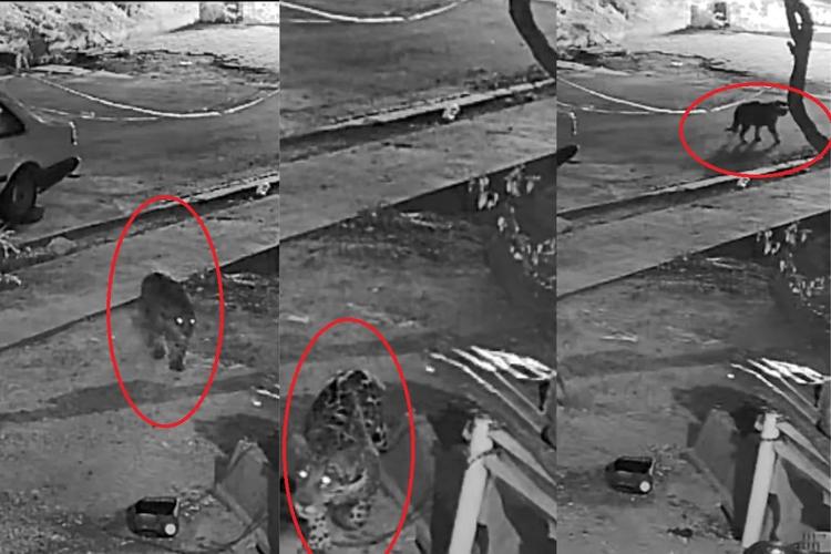 Onça que atacou cães no Pantanal será capturada, diz ICMBio