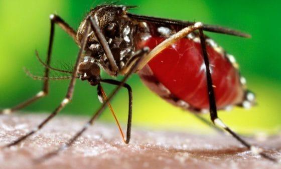 Dengue: caso sospetto nell’Aretino, scatta la disinfestazione