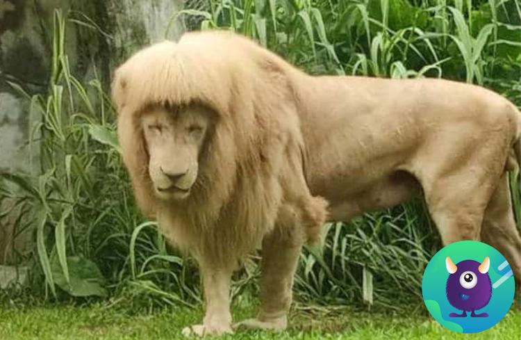 Un lion qui sort de chez le coiffeur ?