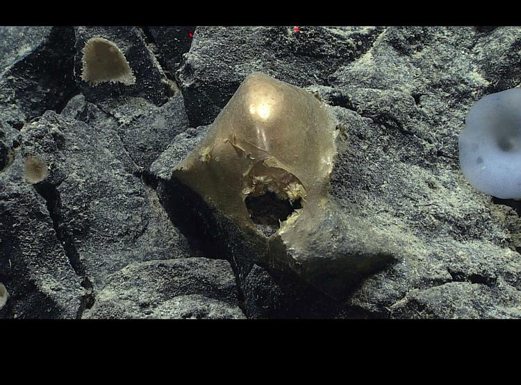 Rätsel um „goldenes Ei“ aus der Tiefsee gelöst